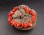 Bracelet en corail de Tahiti