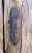 Masque semainier africain en bois d'ébène - Art Africain
