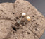 Boucles d’oreilles clous en Argent 925 – Perle d’eau douce rose