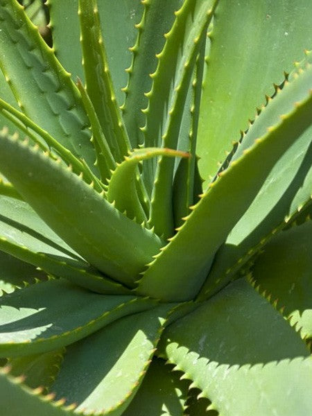 Huile de massage Aloe Vera Bali 10 ml
