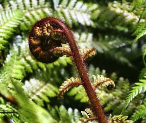 Collier unisexe Maori Koru spirale en poudre d'os de yak