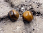 Boucles d'oreilles Clous en Oeil de Tigre d'Afrique du Sud - Crochets argent 925