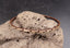 Bracelet ethnique tribal en rotin de Papouasie