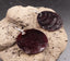 Boucles d'oreilles rondes en nacre marron - Crochets en argent 925