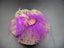Boucles d'oreilles Amérindiennes plume violette - Crochets en argent 925
