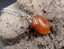 Collier avec pendentif en cornaline