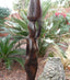 Sculpture Africaine porteuse d'eau en bois précieux