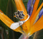 Bague en argent 925 fleur de Lotus et fleur de Magnolia en Jade blanc