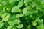 Huile de Coriandre 100 % Pure et Naturelle 30 ml