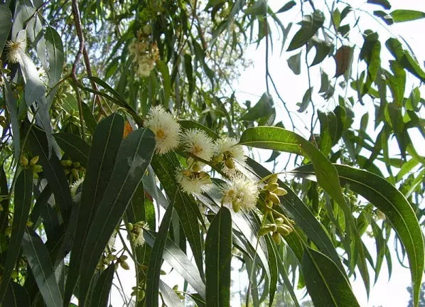 Huile essentielle Eucalyptus 100 % pure et naturelle 5ml