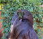 Pic / pique à cheveux chignon tortue aborigène en bois de sono