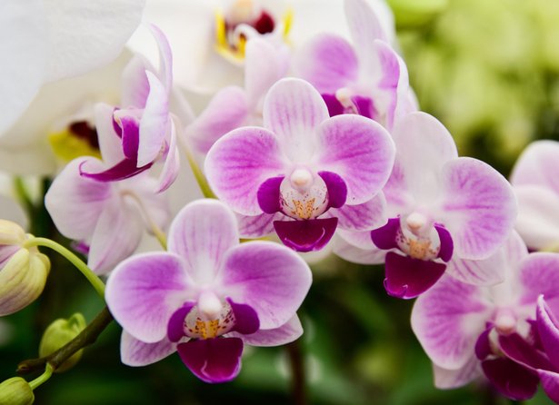Huile essentielle Orchidée 100 % pure et naturelle 5ml