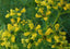 Huile de Rue Ruta Graveolens 100 % Pure et Naturelle 30 ml